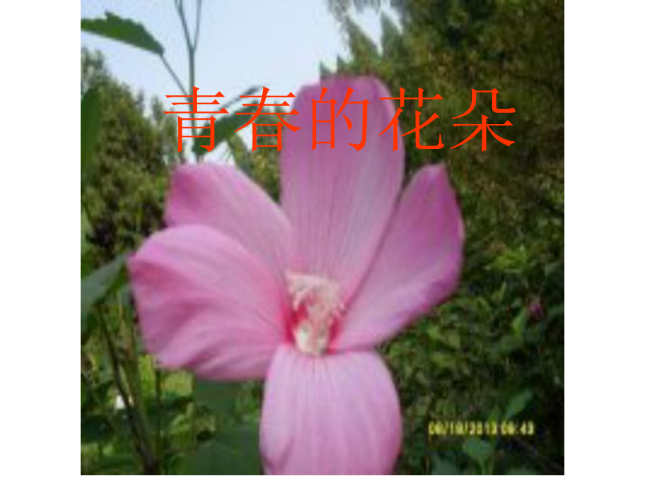 初中八年级心理健康教育《青春的花朵》课件.ppt_第3页