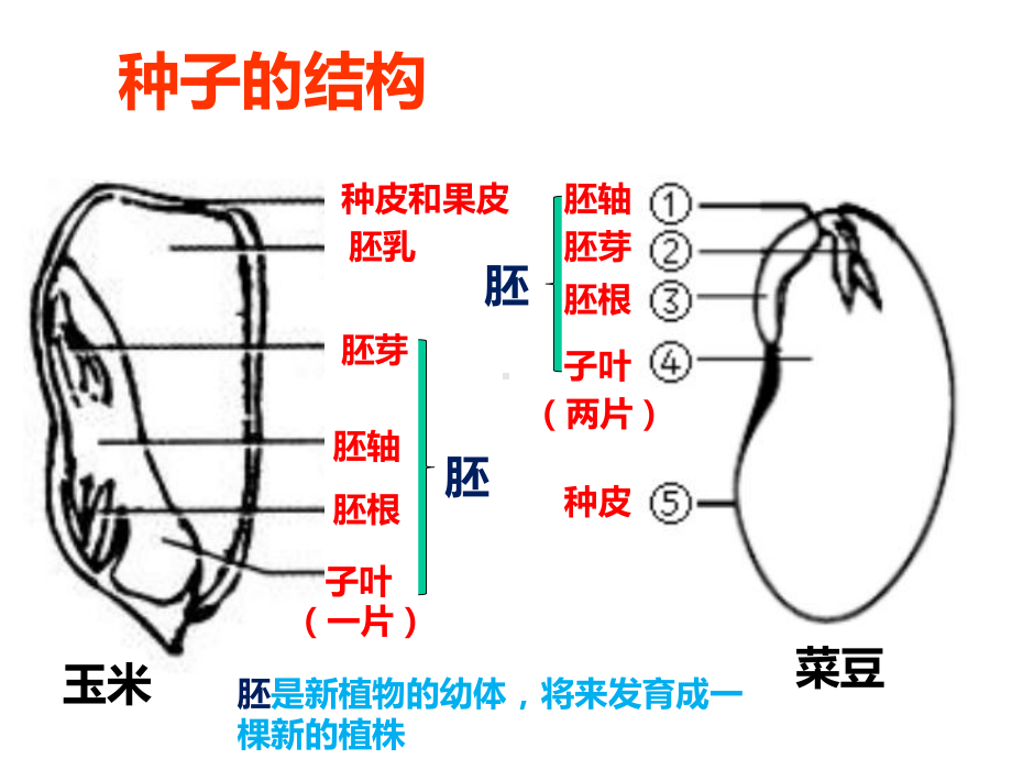 冀少版生物被子植物的一生(共29张)课件.ppt_第3页