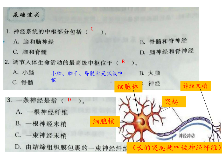 人教版七年级下册生物第六章第三节：神经调节的基本方式课件(共21张).pptx_第2页