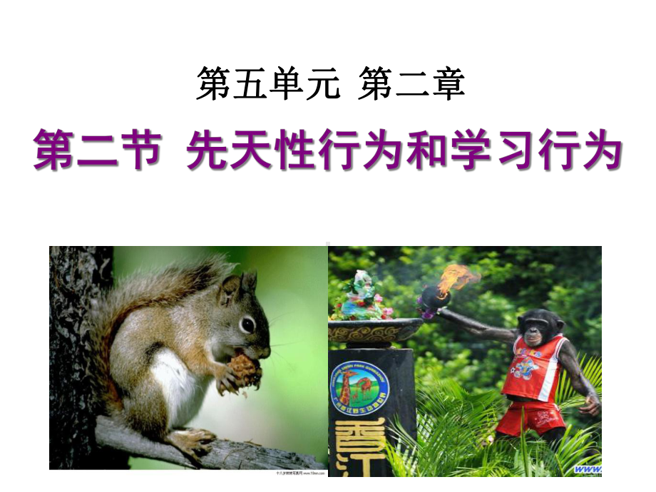 八年级生物先天性行为和学习行为优秀课件.ppt_第1页