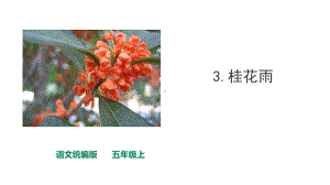 五年级上册语文课件-3桂花雨-人教统编版.ppt