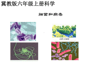 六年级科学上册第一单元细菌和病毒课件.ppt