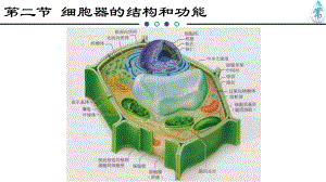 人教版新教材《细胞器之间的分工合作》教学1课件.pptx