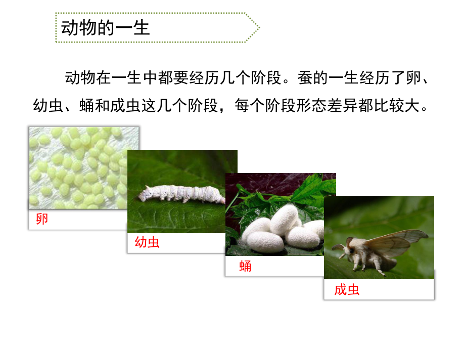 五年级下册科学课件-6《多彩的生命》-｜鄂教版-(共16张).ppt_第3页