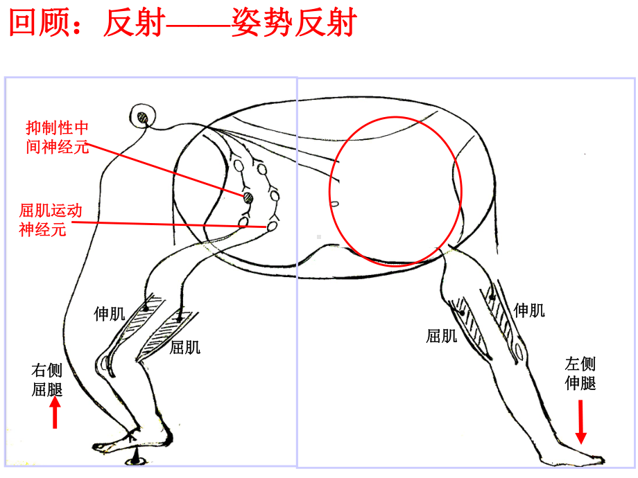 人教版新教材《神经系统的分级调节》优质课件1.pptx_第1页