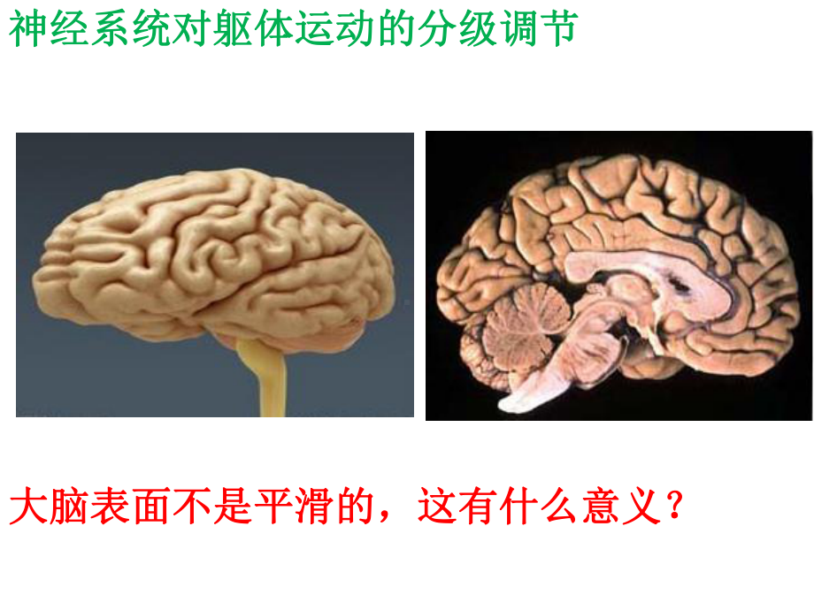 人教版新教材《神经系统的分级调节》优质课件1.pptx_第3页