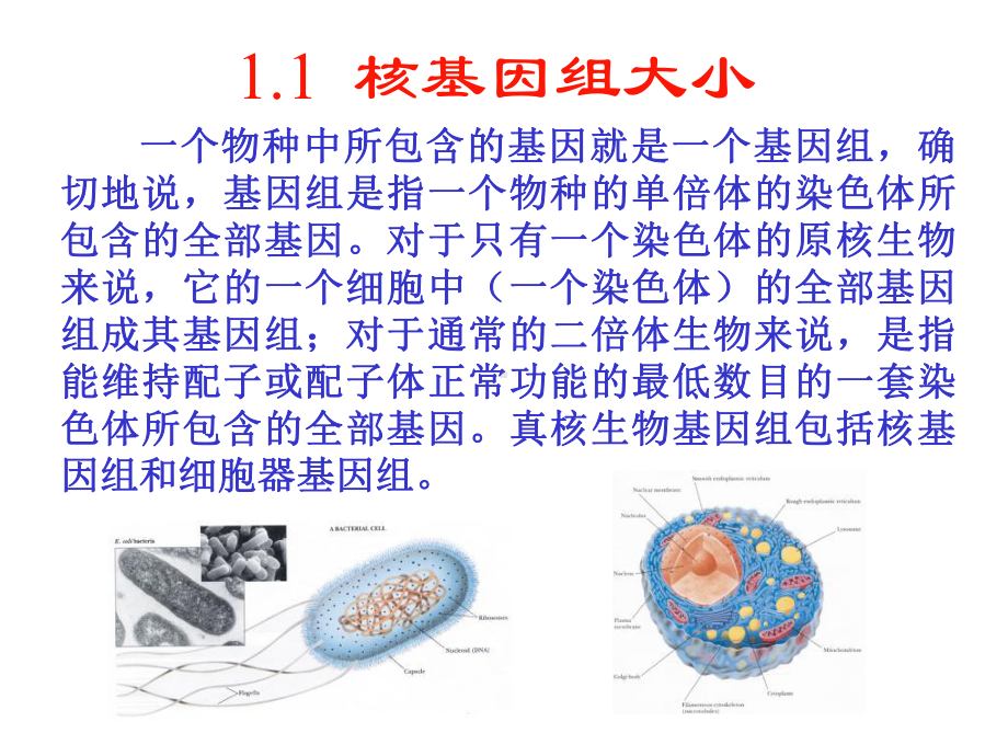 分子生物学第1章细胞核基因组课件.ppt_第2页