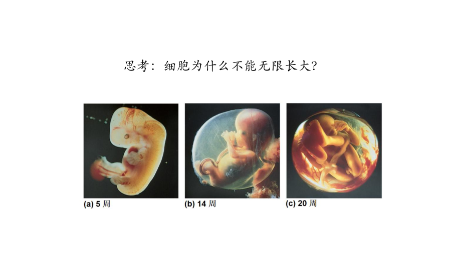 人教版高一生物必修1-第1节-细胞的增殖(第三课时)-课件.pptx_第2页