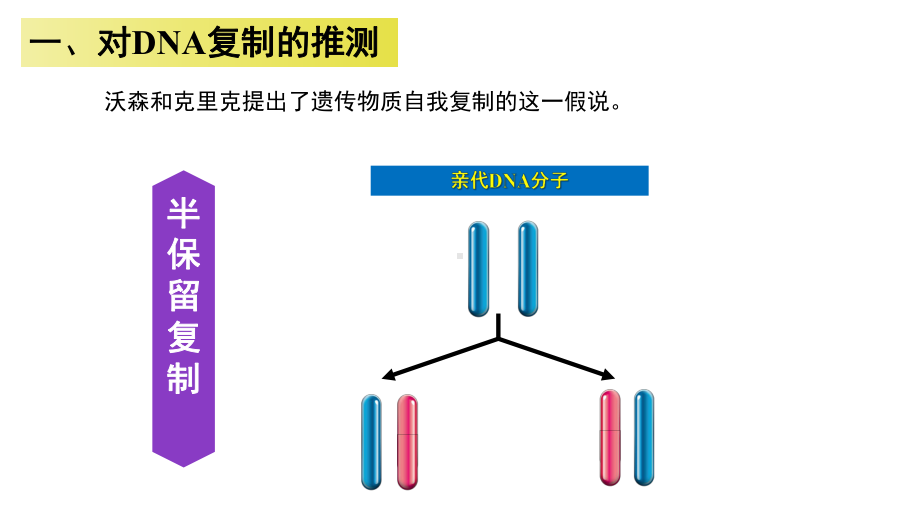 人教版新教材《DNA的复制》课件2.pptx_第3页