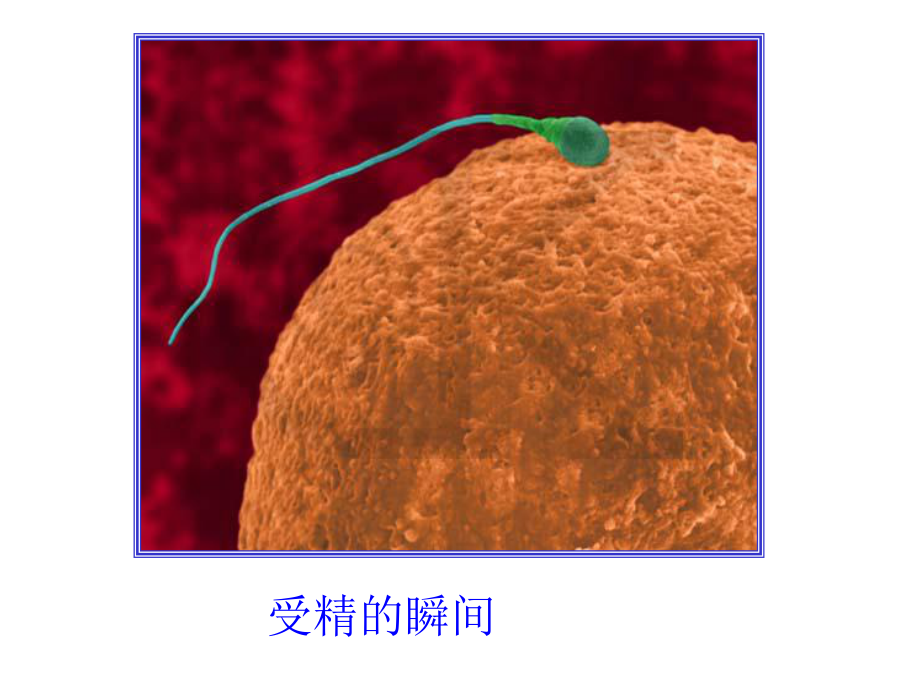 人教版生物必修二第二章第一节减数分裂和受精作用课件.ppt_第2页