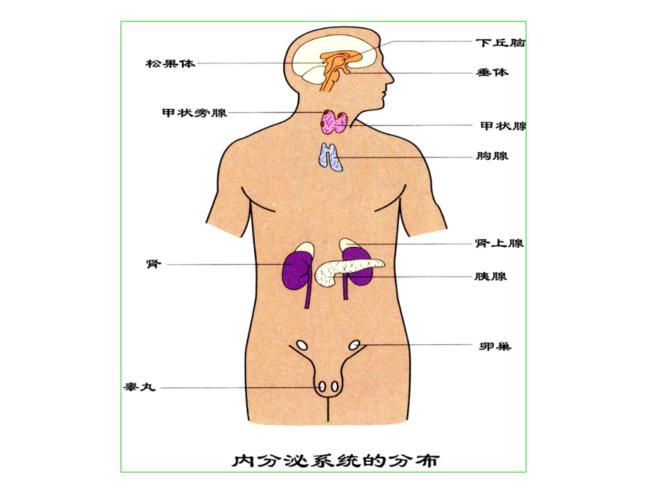 人体解剖学-内分泌幻灯片课件.ppt_第3页