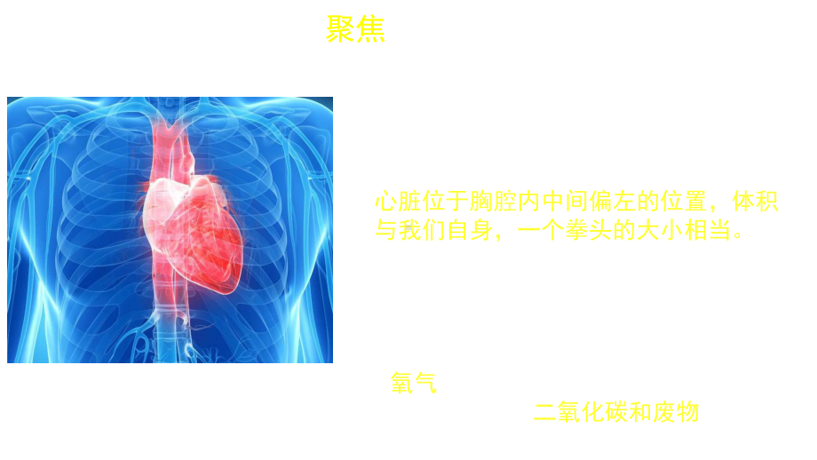 五年级上册-心脏和血液-课件.pptx_第3页