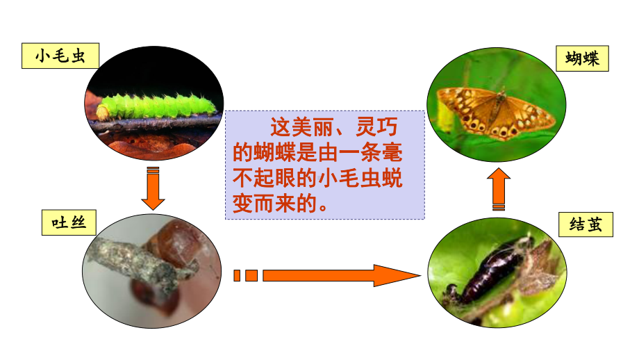 二年级语文下册《小毛虫》第二课时精讲课件.pptx_第2页