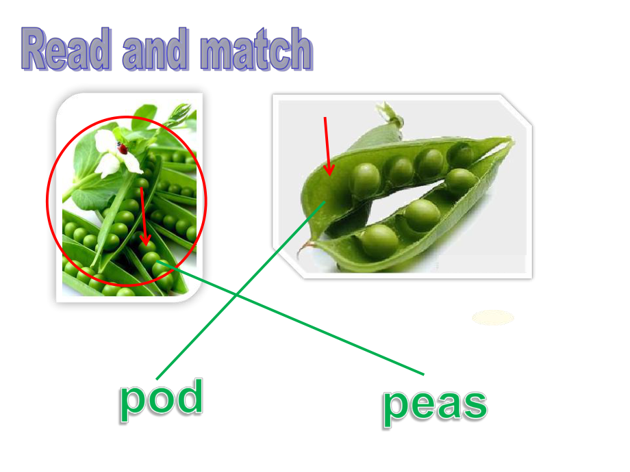 六年级下册英语课件-Unit-12-The-five-peas-(课时2)∣沪教牛津版(三起)-(共20张).ppt--（课件中不含音视频）_第2页