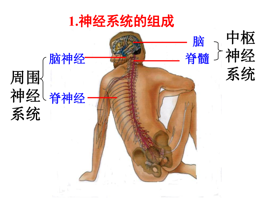 人教版高中生物必修三21《通过神经系统的调节》课件.ppt_第2页