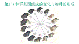 人教版新教材《种群基因组成的变化与物种的形成》2课件.pptx