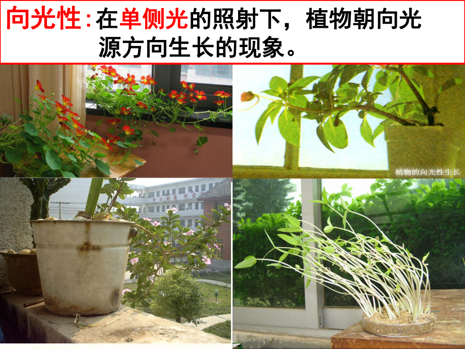 人教版新教材选择性必修一-YXY-51-植物生长素的发现课件.pptx_第2页