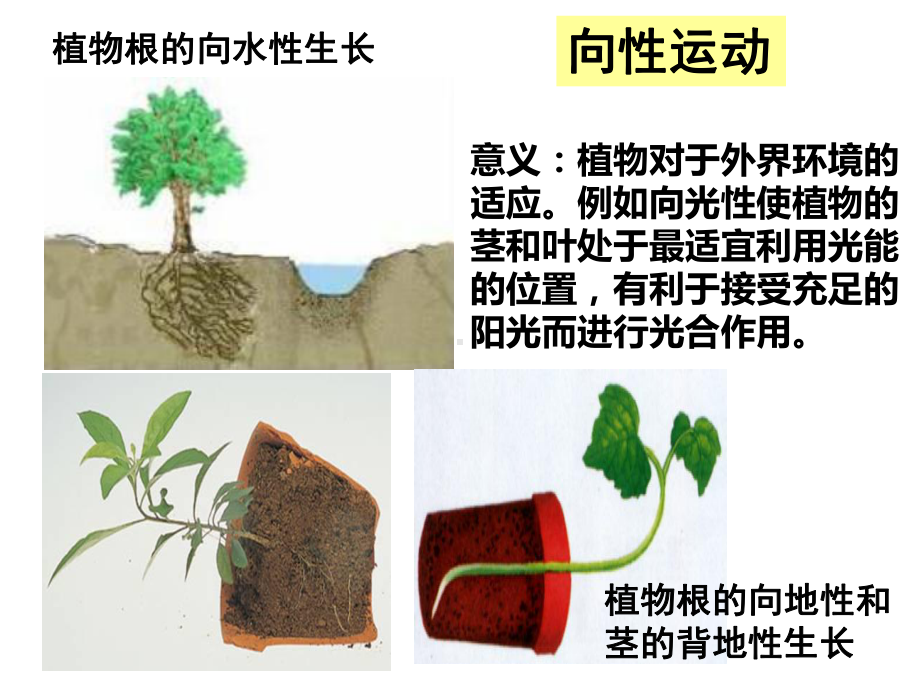 人教版新教材选择性必修一-YXY-51-植物生长素的发现课件.pptx_第3页