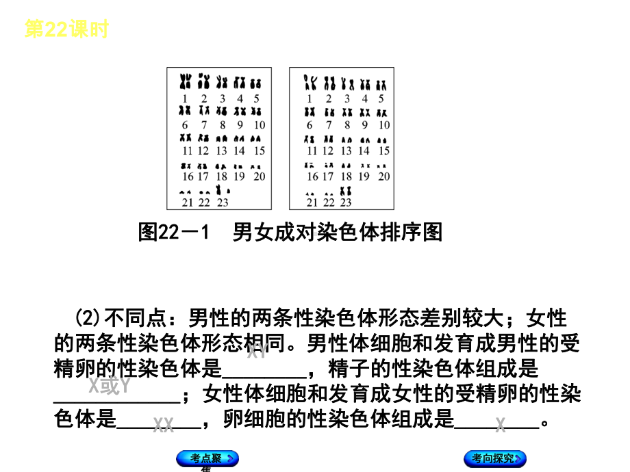 中考生物复习方案主题七生物的生殖、发育和遗传、变异第22课时生物的遗传和变异(二)课件.ppt_第3页