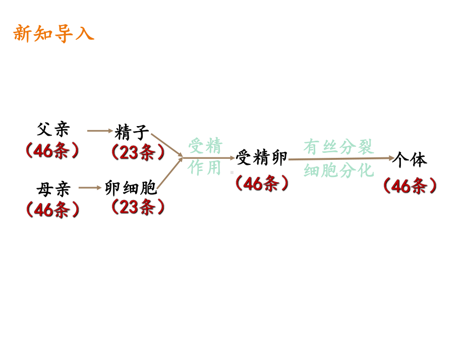 人教版新教材《减数分裂和受精作用》2课件.pptx_第2页