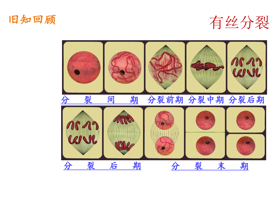 人教版新教材《减数分裂和受精作用》2课件.pptx_第3页