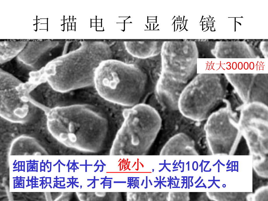 冀少儿版八年级上册生物《第一节-细菌》(一等奖课件).ppt_第2页