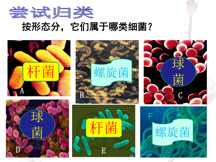 冀少儿版八年级上册生物《第一节-细菌》(一等奖课件).ppt_第3页