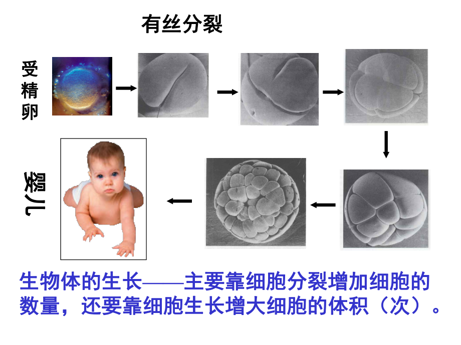 人教版高中生物必修2减数分裂和受精作用课件.ppt_第2页