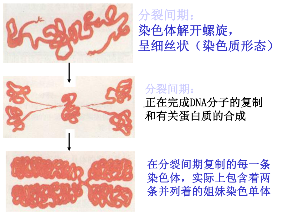 人教版高中生物必修2减数分裂和受精作用课件.ppt_第3页