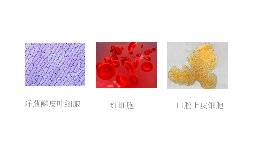 人教版高中生物必修一121-使用高倍显微镜观察几种细胞-课件(共16张).pptx_第3页