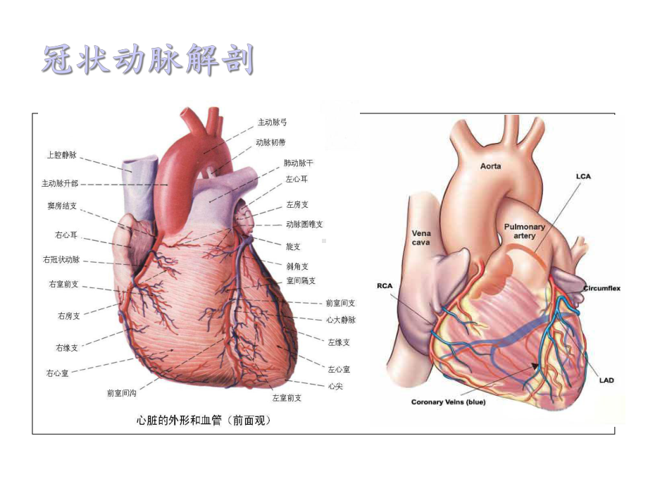 体外循环及先天性心脏病护理课件.ppt_第3页