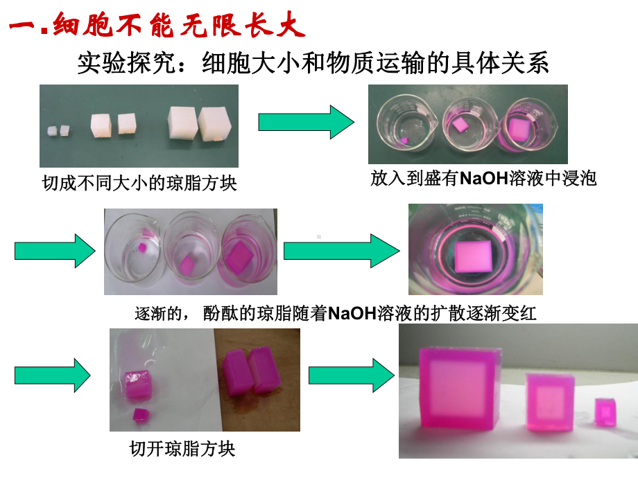 人教版新教材《细胞的增殖》课件1.ppt_第2页