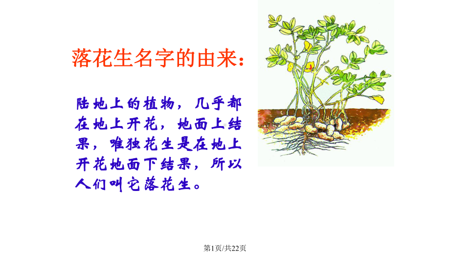 人教版落花生课件.pptx_第1页