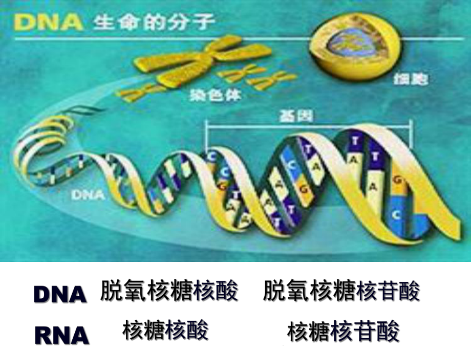 人教版生物必修一23《核酸》课件(共25张).ppt_第3页