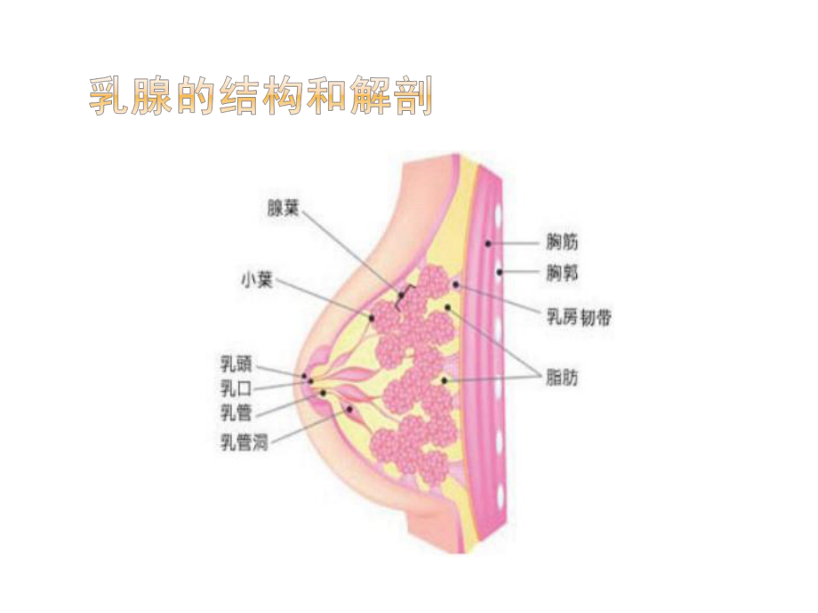 乳腺癌围手术期护理课件.ppt_第3页