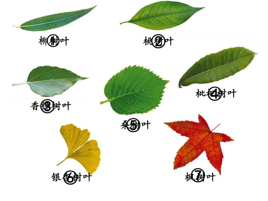 六年级数学上册课件树叶中的比苏教版共14张.pptx_第2页