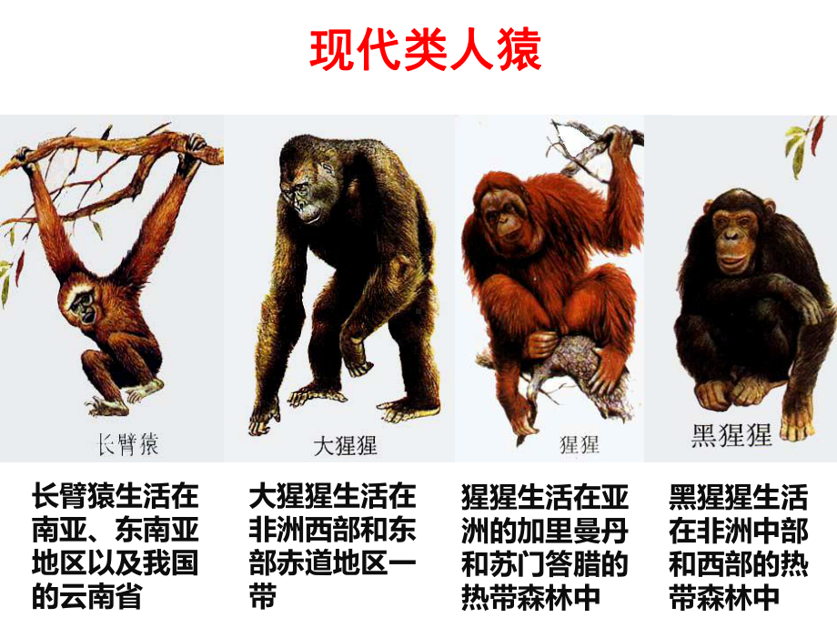 冀少版八年级下册生物第三章《第三节-人类的起源》课件(共19张).ppt_第3页