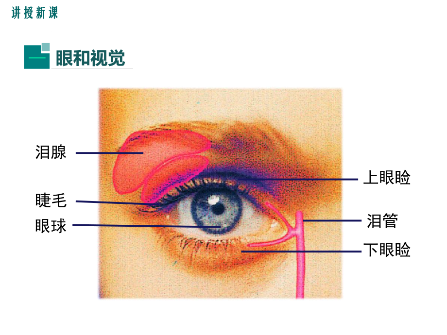 人教版七年级生物下册（第六章(全章)-人体生命活动的调节）部编版教学课件.ppt_第3页