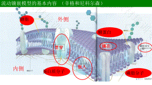 人教版新教材《细胞器之间的分工合作》课件2.ppt