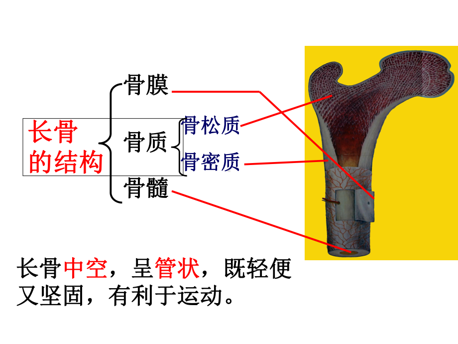 八年级生物上册412运动的完成课件(新版)冀教版.ppt_第2页