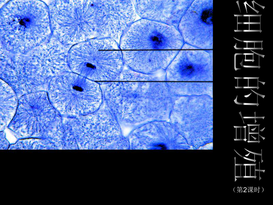 人教版高中生物必修一《细胞的增殖》课件.ppt_第3页