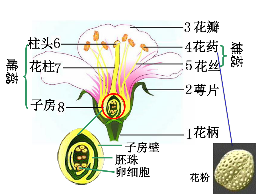 人教版生物七年级上册《开花和结果》课件.ppt_第3页