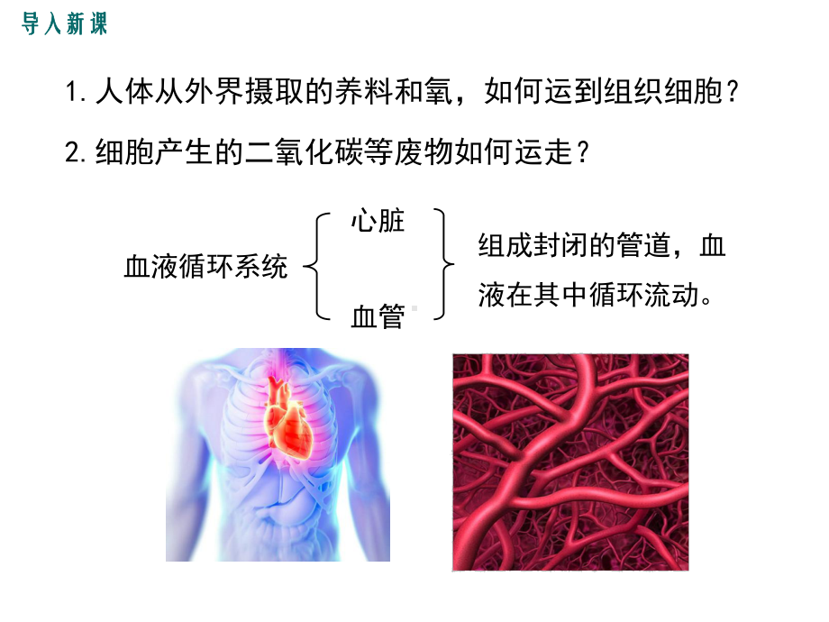 人教版七年级生物下册（第四章(全章)-人体内物质的运输）部编版教学课件.ppt_第3页