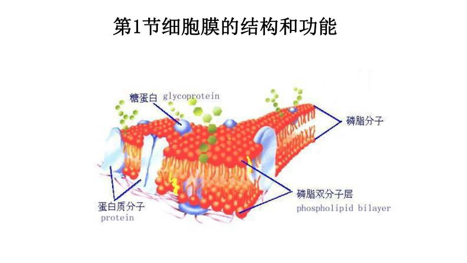 人教版新教材《细胞膜的结构和功能》课件2.pptx_第2页