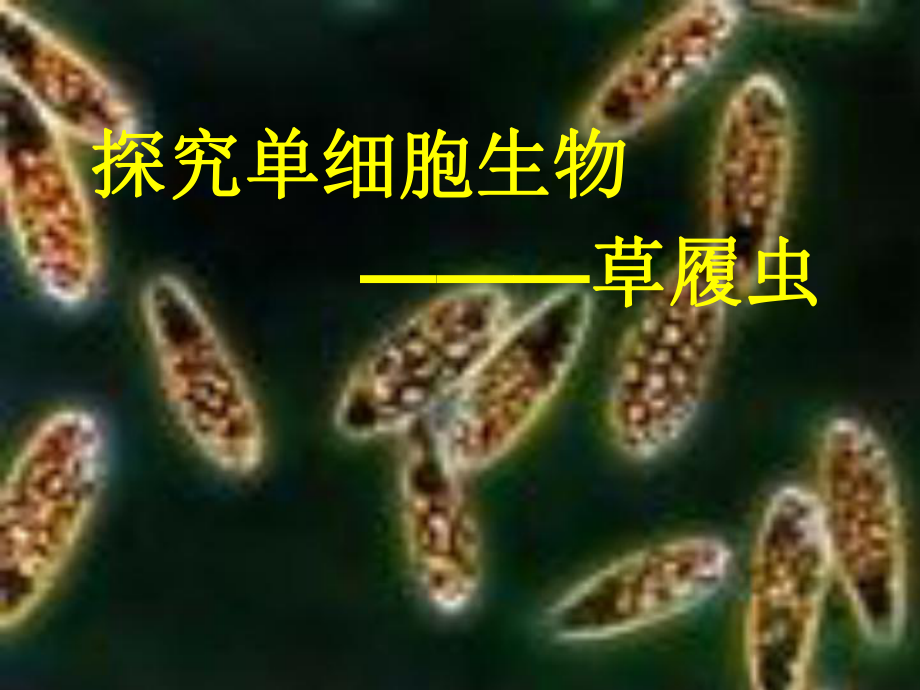 人教版七年级生物上册《探究单细胞生物—草履虫》课件.ppt_第1页