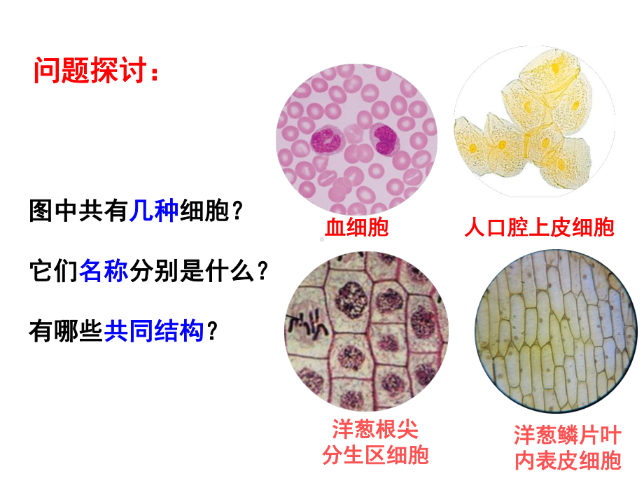 人教版新教材《细胞的多样性和统一性》优质课件1.ppt_第1页