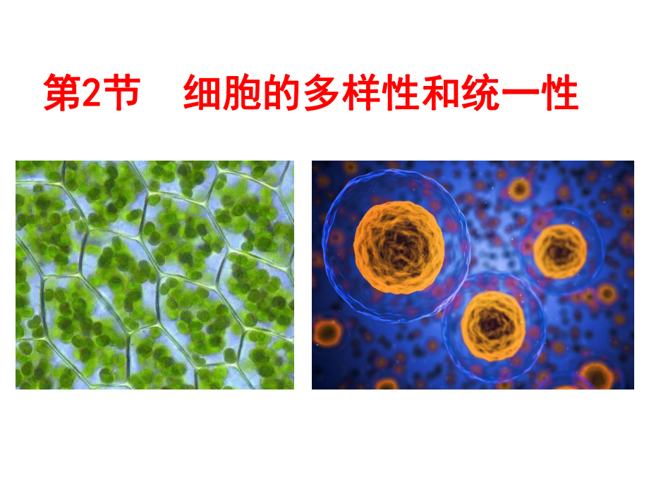 人教版新教材《细胞的多样性和统一性》优质课件1.ppt_第2页