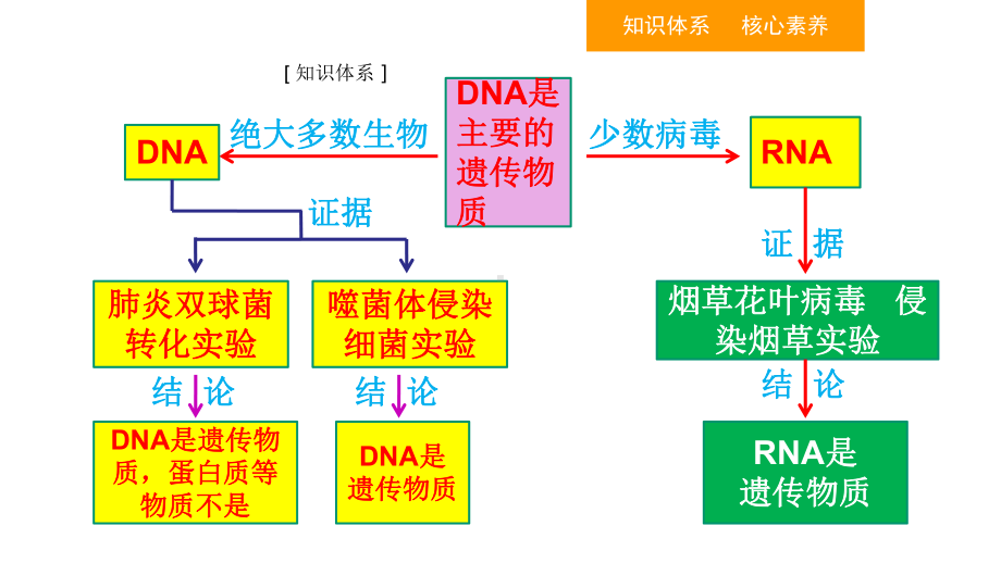 人教版新教材《DNA是主要的遗传物质》完美版1课件.ppt_第2页