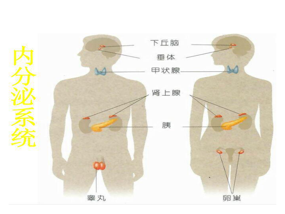 中职药物学基础第二版课件第16章内分泌系统药.ppt_第3页