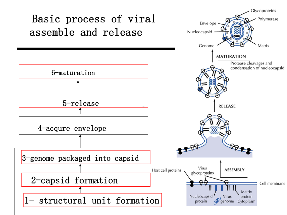 分子病毒学-第l六章-病毒装配成熟释放课件.ppt_第3页